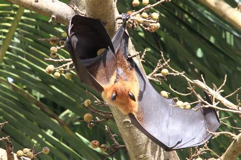 Role Of Fruit Bats In Coffee Plantation Ecology Ecofriendly Coffee