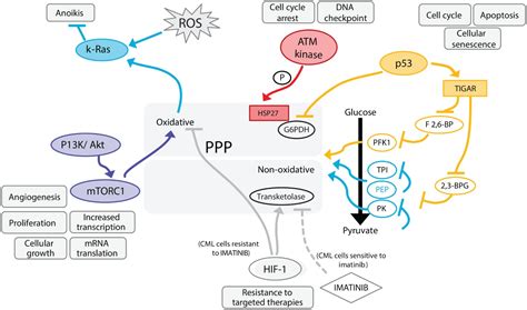 Ppp0 interface is getting created and ip address is assigned for the interface. The return of metabolism: biochemistry and physiology of the pentose phosphate pathway ...