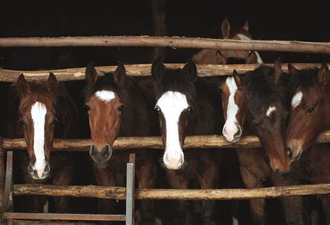 We did not find results for: Lets Look Horses Gang Picture Backgrounds 4K Wallpaper