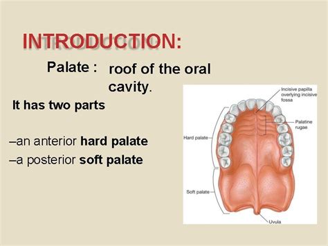 Palate Introduction Palate Roof Of The Oral Cavity
