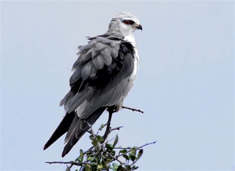 Birds of prey (and the fantabulous emancipation of one harley quinn), альт. Africa - Birds of Prey & Scavengers - Nature Photography