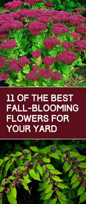 The Best Fall Blooming Flowers For Your Yard In 3 Different Colors And