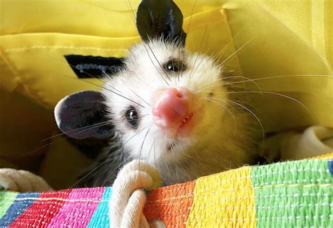 This Pet Possum Is The Dose Of Daily Cuteness You Need