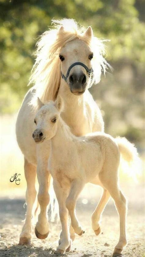 Pin Von Ane Castro Auf Beautiful Horse Hübsche Pferde Pferde Fohlen