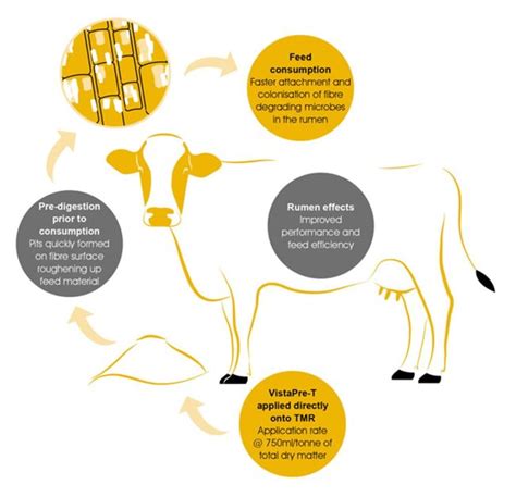 More Gain Possible From The Same Feed Forage Pre Treatment