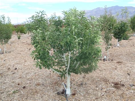 It matures at 8 to 10 feet the tree will reach a mature size of just 10 feet tall. Xtremehorticulture of the Desert: Consider Miniature or ...