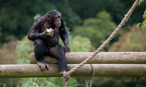 What The New Endangered Status Means For The Future Of Chimpanzees In