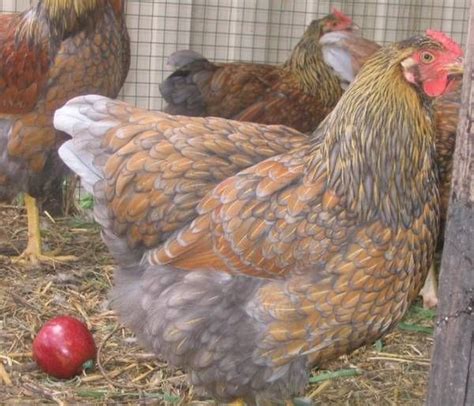 Columbians have a white feather base, with black feathers appearing on the neck and tail. blue wyandotte chickens | G A R D E N I N G | Pinterest ...