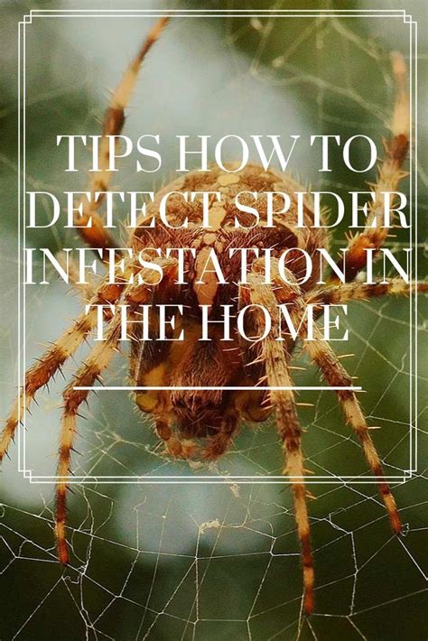 Tips How To Detect Spider Infestation In The Home Spider Infestation