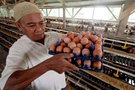 👇 50 biji = rm8 @ 100 biji = rm15 🚚 + delivery rm2 sekali hantar ↔ harga telur puyuh rebus panas² : Peternak Mulai Angkat Tangan, Harga Telur Ayam di Kandang ...