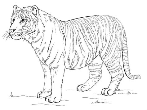 Stomatch Of Malaysian Tiger Is Big And Heavy Kleurplaten Tijger