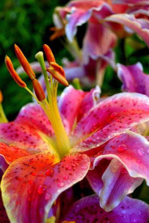 Learn to identify lilies, from asiatic to trumpet and other hybrid varieties. So lovely.. Oriental Lily. | Amazing flowers, Types of ...