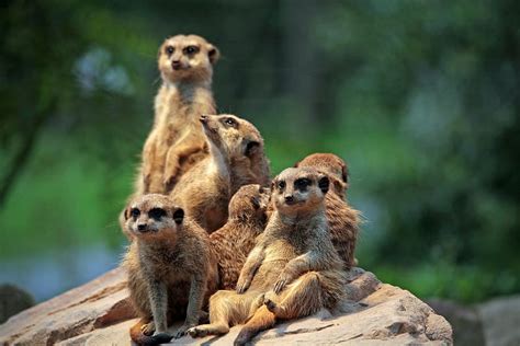 Hd Wallpaper Meerkat Mongoose Suricata Vigilant Curious Popular