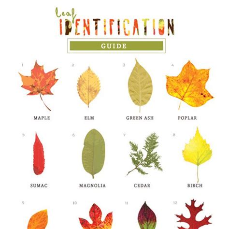 Print a list of cups to tablespoons conversions. Leaf Identification Game (With images) | Leaf identification, Nature school, Autumn activities