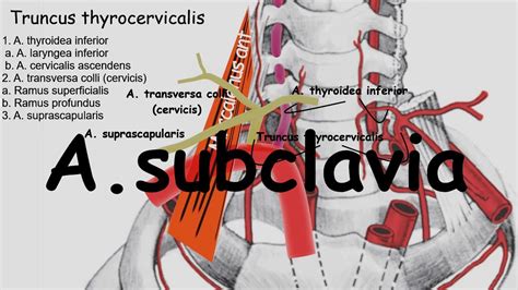 Arteria Subclavia Zet Subclavian Artery Youtube