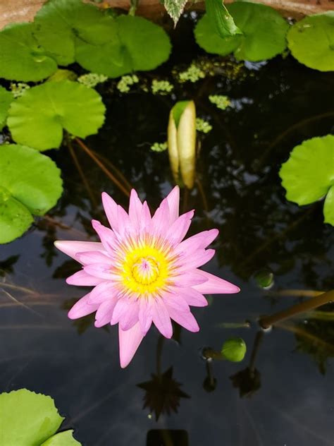 Lily Pad Flower Pond Free Photo On Pixabay