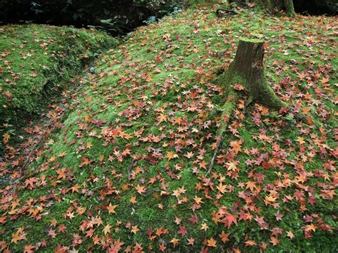 Wallpaper Leaves Autumn Grass Tree Stump 1600x1200 Wallpaperup