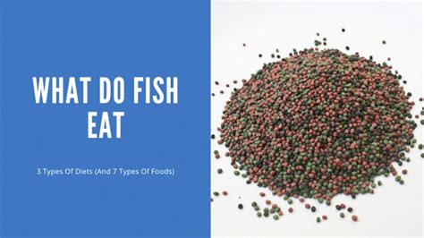 What Do Fish Eat 3 Types Of Diets And 7 Types Of Foods