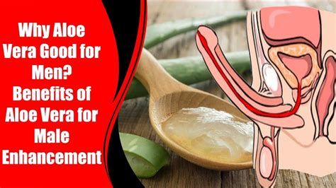 Why Aloe Vera Good For Men Benefits Of Aloe Vera For Male Enhancement