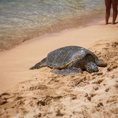 Where To See Turtles On Oahu Hawaii Borders Bucket Lists