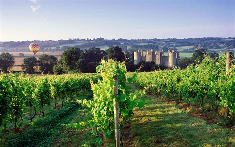 Andy Lynes How To Taste Your Way Around The Vineyards Of Sussex