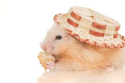 Cute Yellow Young Home Hamster In Hat On White Stock Image Image Of
