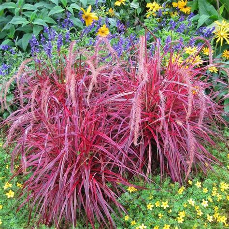Fountain Grass Pennisetum Setaceum Red 20 200 Or 2000 Seeds Etsy