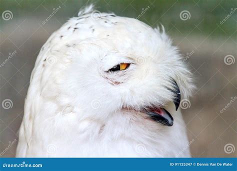 Funny Snowy Owl Stock Image Image Of Yellow Polar Arctic 91125347