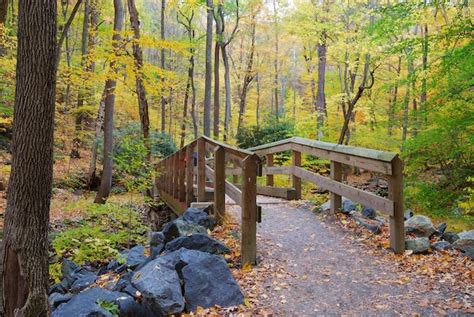 Premium Photo Autumn Forest With Wood Bridge Over Creek In Yellow
