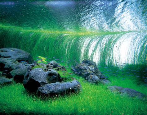 Takashi Amano Aquascaping Aquascaping Aquarium Landscape