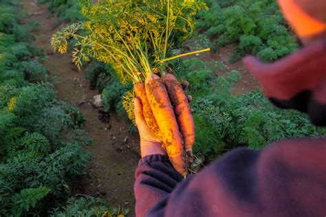 Nous espérons que le gouvernement imposera des mesures décisives au lieu de mesures non contraignantes, mais en attendant, nous sommes guidés par le bon sens. La cuisine centrale signe une convention avec des producteurs locaux | Albi
