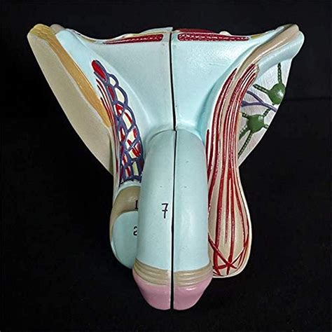 Modelo 1pc Humano Genital Pene Organ Modelo Anatómico