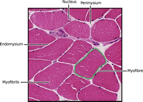 General Organisation Of Skeletal Muscle Polygonal Myocytes Are Shown