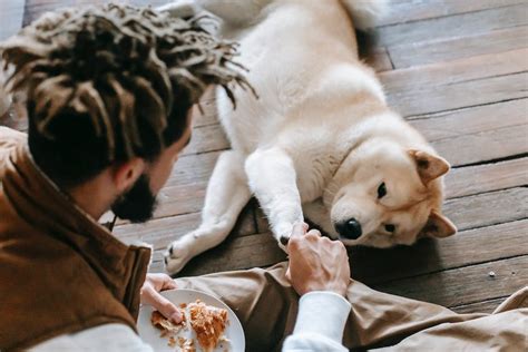 Dog Food And Rice The Ultimate Diet For Your Pet