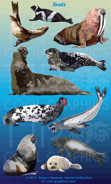 Seals Vector Clip Art By Clevervectors On Etsy 395 Ocean Clipart