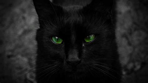 Green Eyed Black Cat Hd Wallpaper Background Image