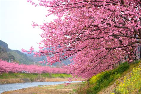 Cherry Blossom Season In Kawazu Japan Has Arrivedtake A Look Cherry