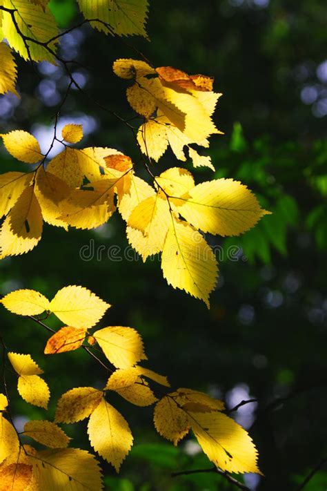 Yellow Leaves In Sunlight Stock Image Image Of Orange 10859299