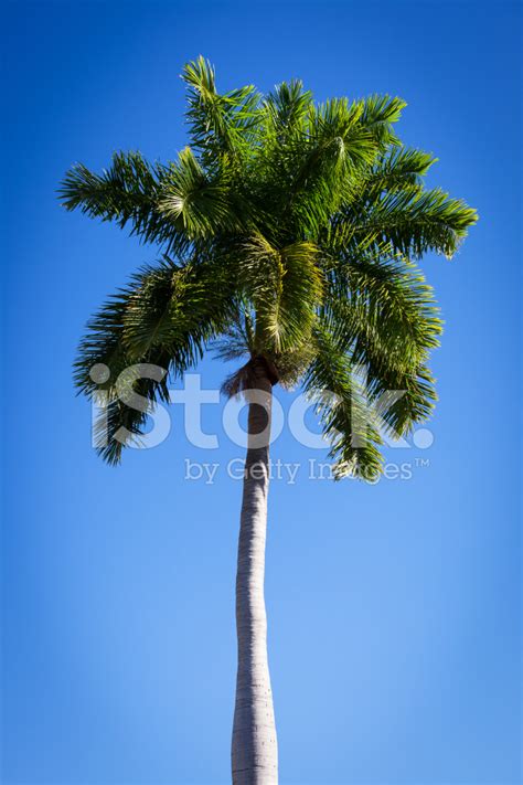 Beautiful Palm Tree Stock Photo Royalty Free Freeimages