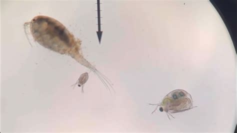 Daphnia And Copepod Swimming Under The Microscope Youtube