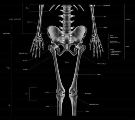 Download diagram showing anatomy of human body vector art. Sacroiliac Joint Stock Photos, Pictures & Royalty-Free ...