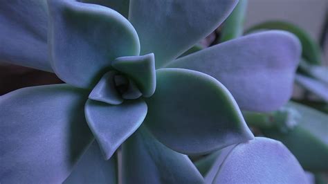 Hd Wallpaper Shallow Focus Photography Of Green And Purple Succulent