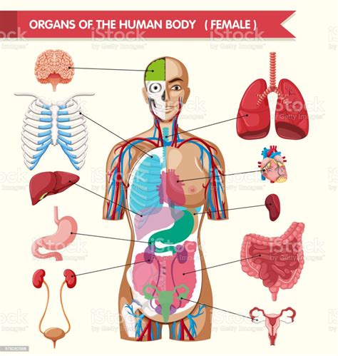 Organs Of The Human Body Diagram Stock Illustration Download Image