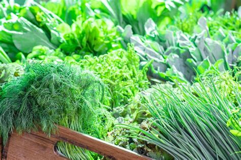 Fresh Organic Produce From Farm Stock Photo Image Of Green Lettuce