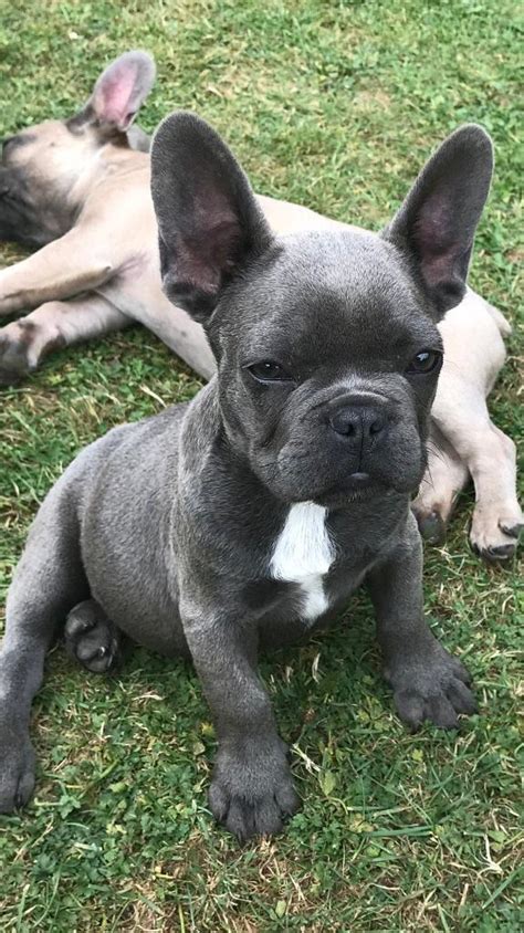 Kc Reg French Bulldog Puppy 15wks Old Blue Brindle In Colour In