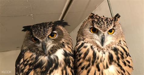 New chapter by the owls cafe. Tokyo Owl Cafe HOOT HOOT
