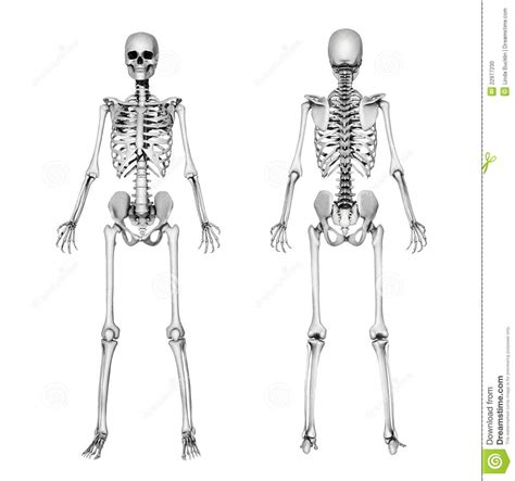 Skeleton Front And Back Pencil Drawing Stock Illustration