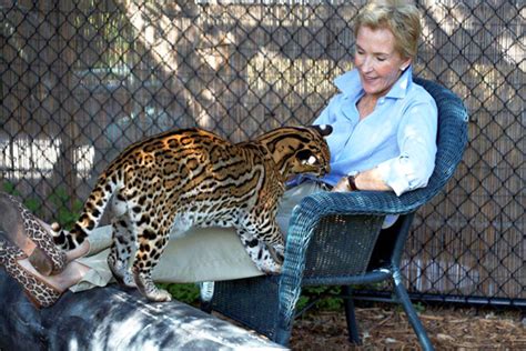 When do cats stop growing and reach their final size? Playful baby ocelot : babybigcatgifs