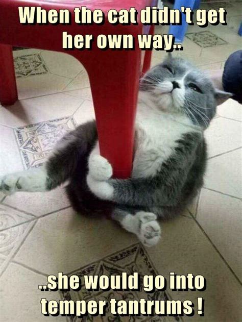 Temper tantrums ! - Lolcats - lol | cat memes | funny cats ... Funny animal jokes funny cat memes really funny memes cute funny animals funny animal pictures funny relatable memes funny cats happy here is the: