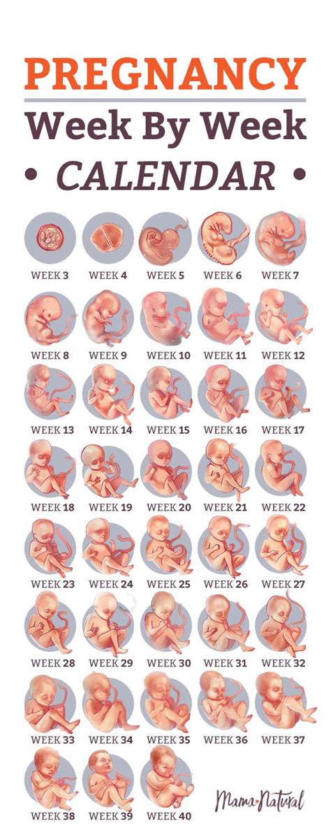 Pregnancy Calendar How Many Weeks Pregnant Pregnancy Week By Week